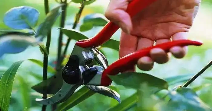 玫瑰花入冬以後如何修剪