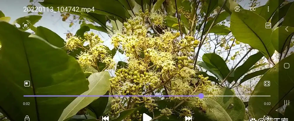 鴨腳木盛開花三