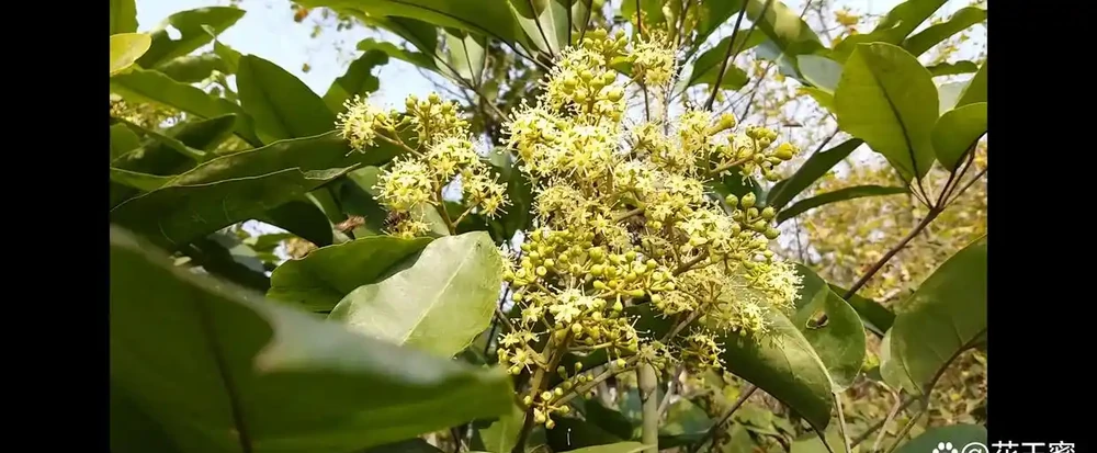 鴨腳木盛開花二