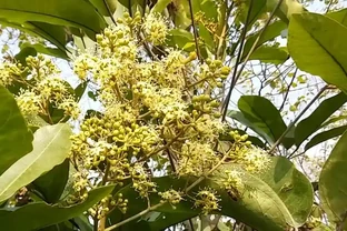 鴨腳木（鵝掌藤）開花時間以及泌蜜條件