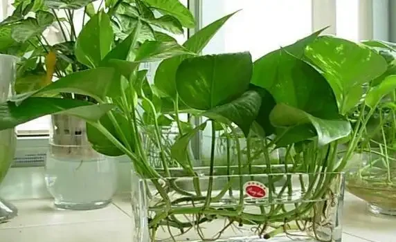水裡加什麼黃金葛才能更旺盛