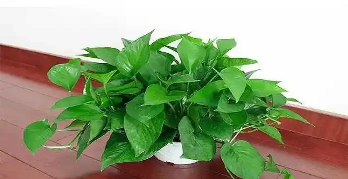水裡加什麼黃金葛才能更旺盛