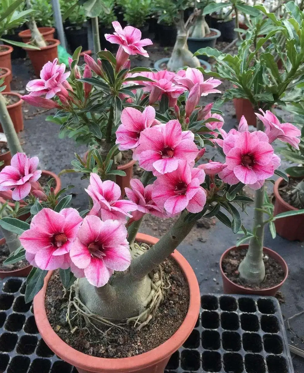 9種「大綠植」,長得再高,也要用小盆養,不然「易腐根」