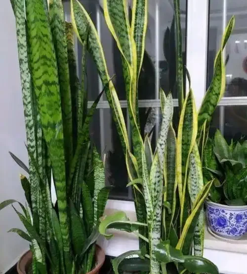 9種「大綠植」,長得再高,也要用小盆養,不然「易腐根」