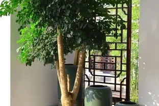 9種「大綠植」，長得再高，也要用小盆養，不然「易腐根」