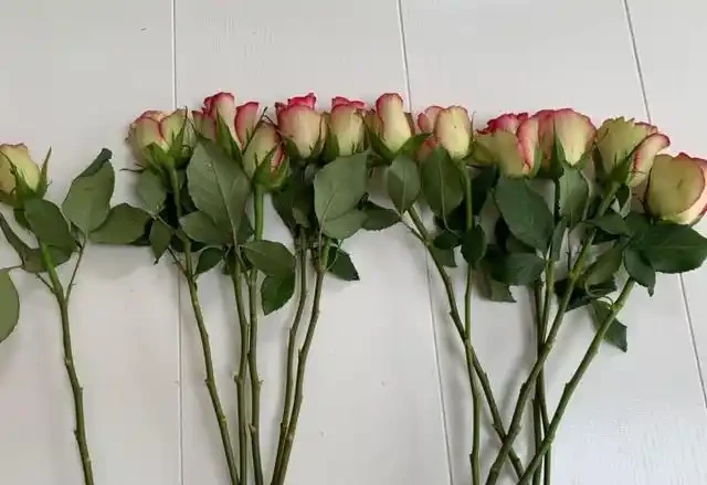 一打玫瑰花最基礎也是最傳統的插法