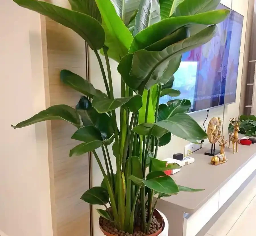 6種「大型花」，客廳一放，富貴不俗，廢氣吸光，人旺家旺