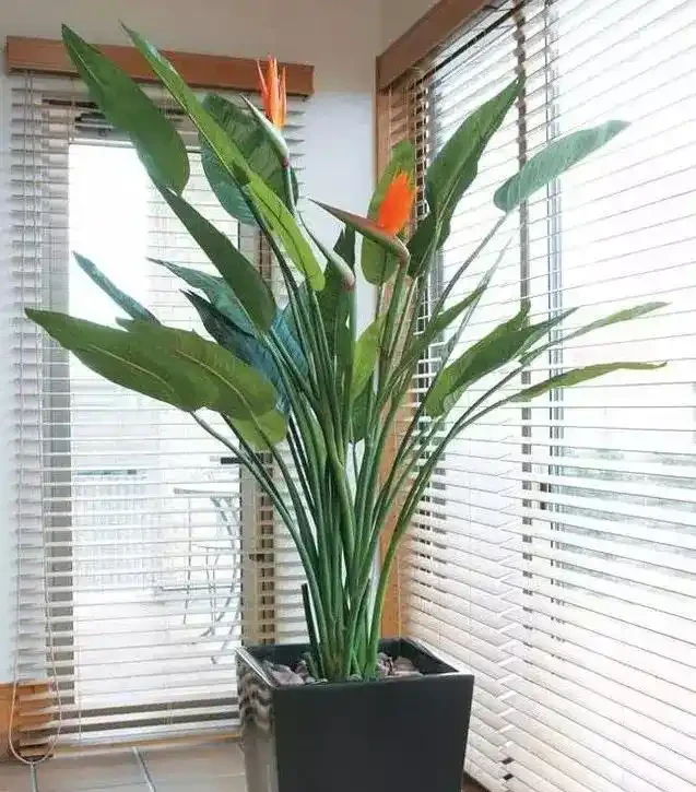 6種「大型花」，客廳一放，富貴不俗，廢氣吸光，人旺家旺