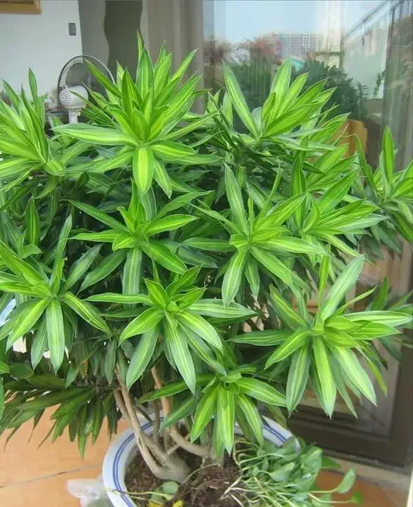 6種「大型花」，客廳一放，富貴不俗，廢氣吸光，人旺家旺