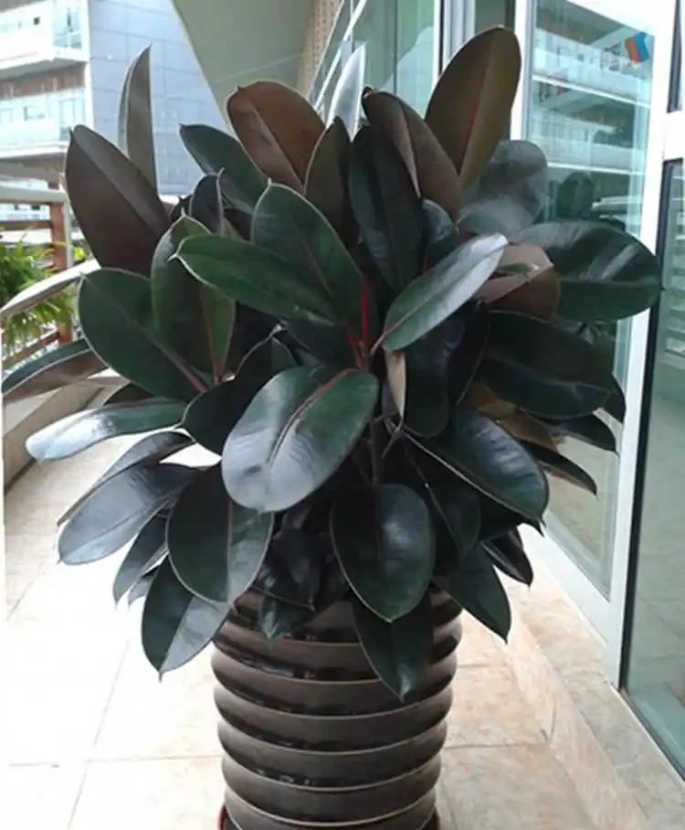 6種「大型花」，客廳一放，富貴不俗，廢氣吸光，人旺家旺
