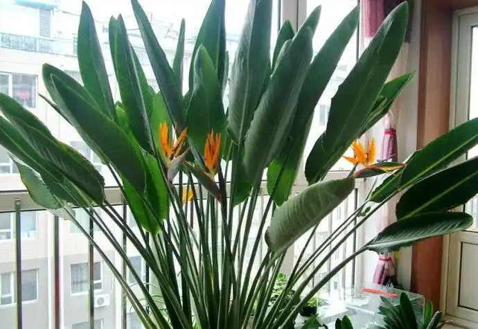 6種「大型花」，客廳一放，富貴不俗，廢氣吸光，人旺家旺