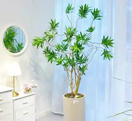 6種「大型花」，客廳一放，富貴不俗，廢氣吸光，人旺家旺
