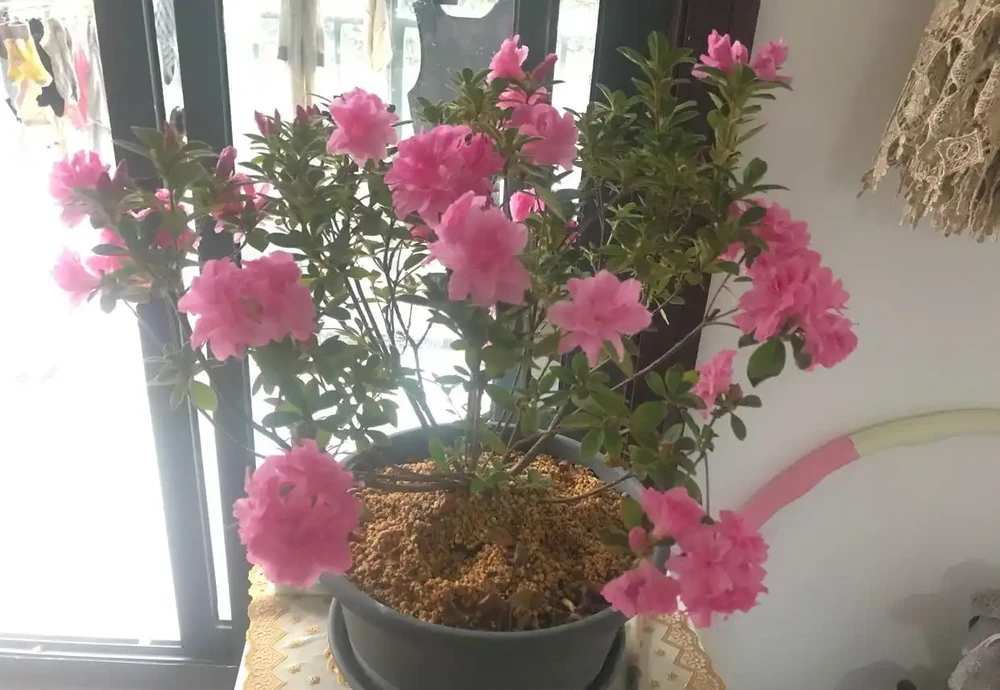 半遮陽陽臺也能養