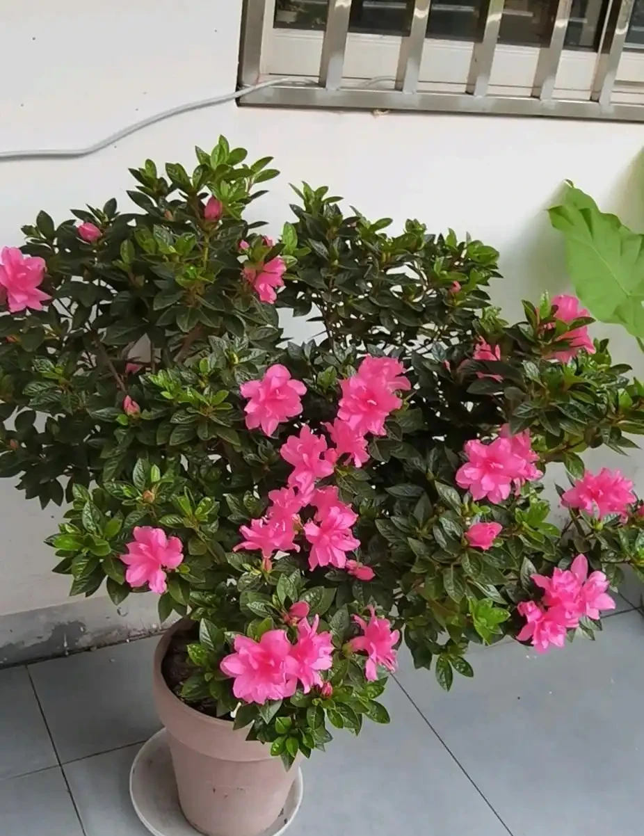 三季開花