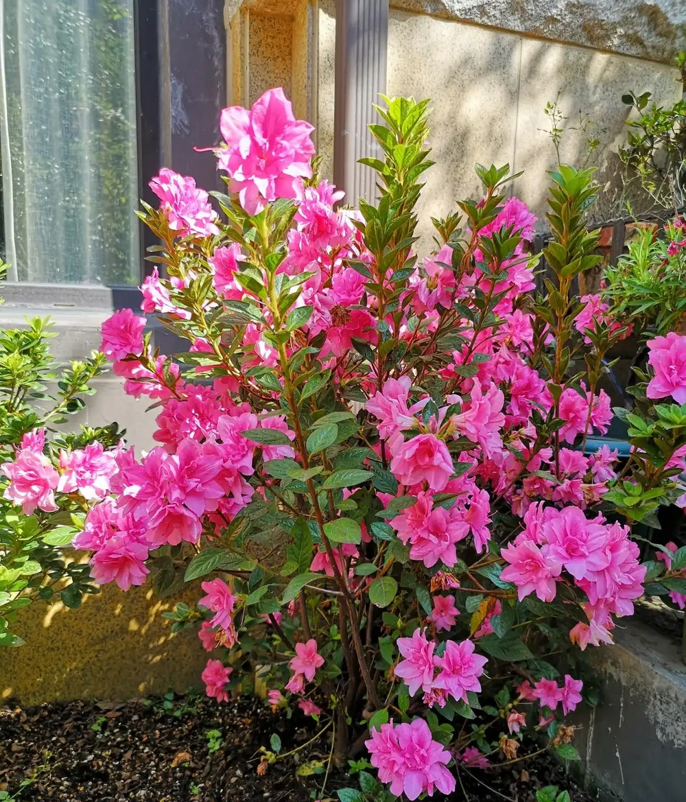 地植的康乃馨