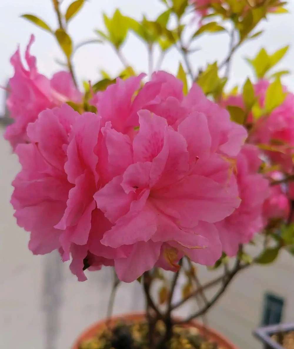 花朵很美