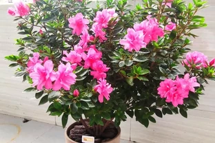 新手養杜鵑花，就選安酷杜鵑「康乃馨」，皮實好養，多季有花賞