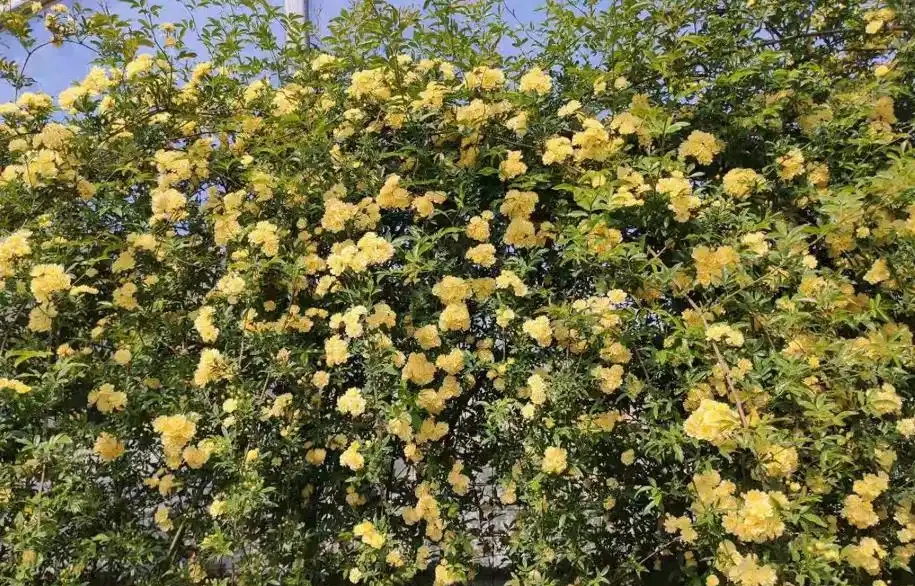 北方地區造花園,推薦32種耐寒植物,做花牆,造花徑,隨意選擇