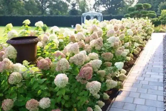 北方地區造花園,推薦32種耐寒植物,做花牆,造花徑,隨意選擇