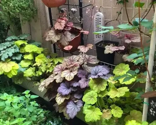 北方地區造花園,推薦32種耐寒植物,做花牆,造花徑,隨意選擇