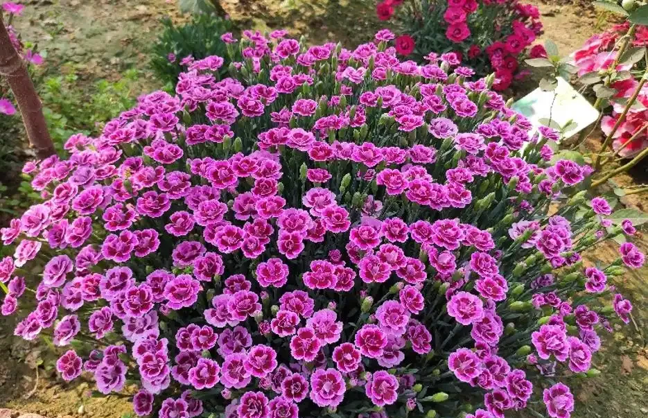 北方地區造花園,推薦32種耐寒植物,做花牆,造花徑,隨意選擇