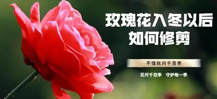 玫瑰花入冬以後如何修剪