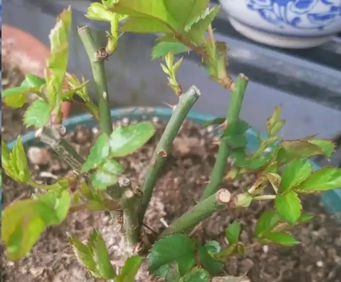 玫瑰花入冬以後如何修剪