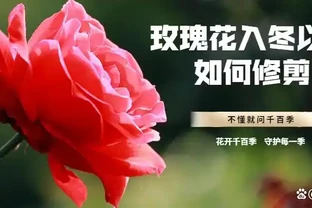 玫瑰花入冬以後如何修剪