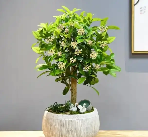 盤點5種漂亮的木本花卉,寓意美好上檔次,養成「大花樹」