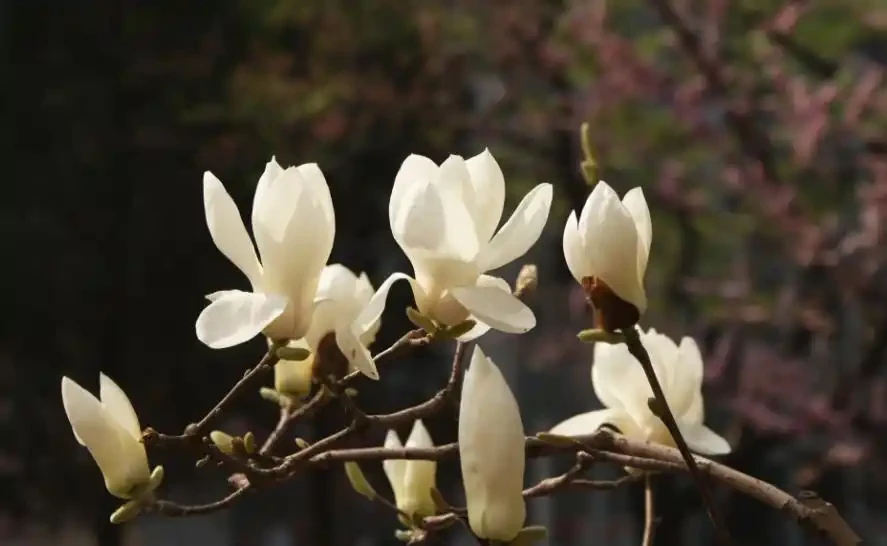盤點5種漂亮的木本花卉,寓意美好上檔次,養成「大花樹」
