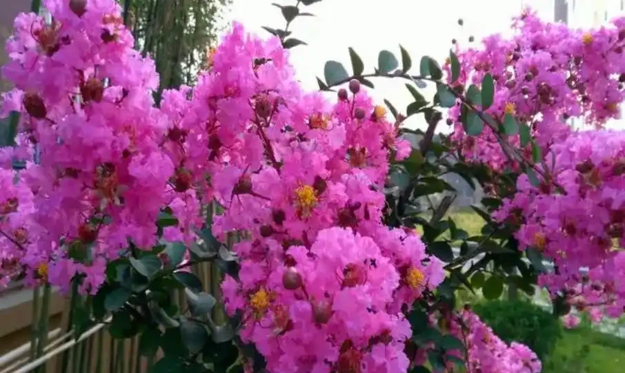 盤點5種漂亮的木本花卉,寓意美好上檔次,養成「大花樹」