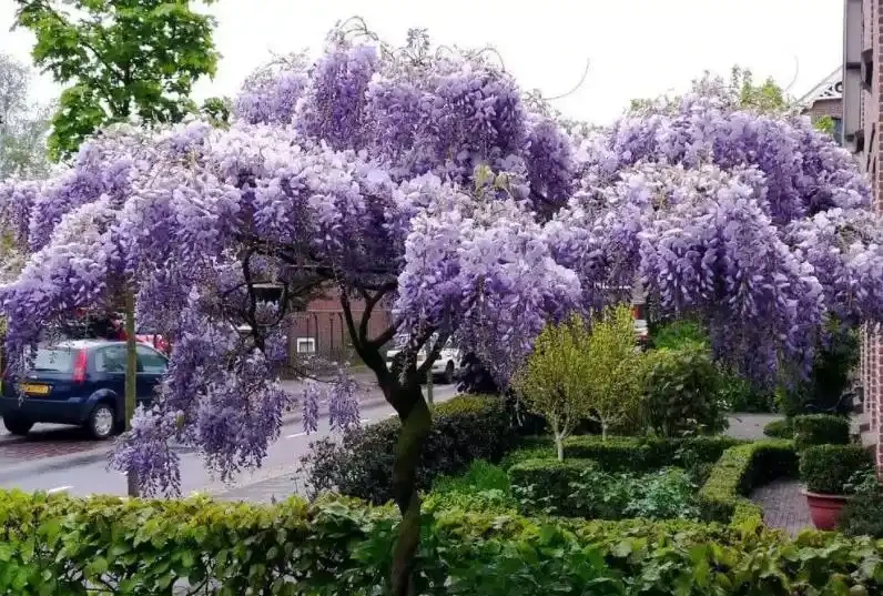 盤點5種漂亮的木本花卉,寓意美好上檔次,養成「大花樹」