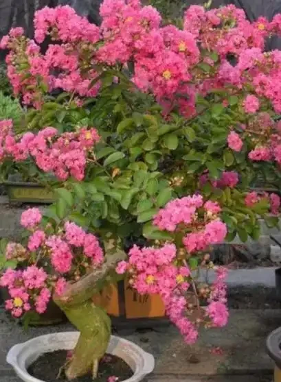 盤點5種漂亮的木本花卉,寓意美好上檔次,養成「大花樹」