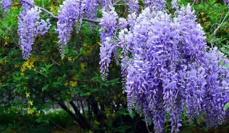 盤點5種漂亮的木本花卉,寓意美好上檔次,養成「大花樹」