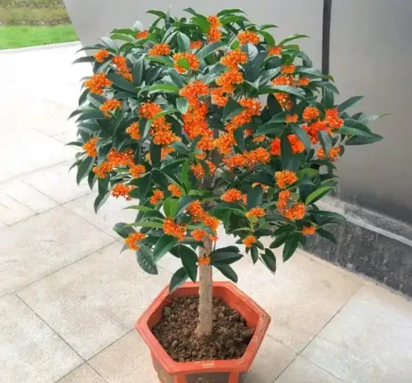 盤點5種漂亮的木本花卉,寓意美好上檔次,養成「大花樹」