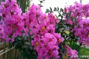 盤點5種漂亮的木本花卉，寓意美好上檔次，養成「大花樹」