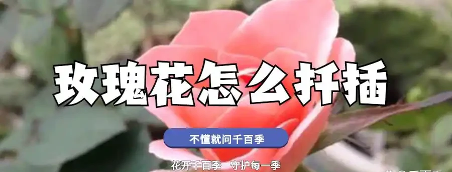 玫瑰花怎麼插枝