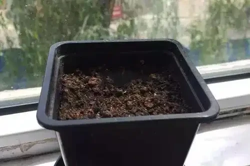 土壤中拌入吲丁萘乙酸,再噴噁黴靈溶液