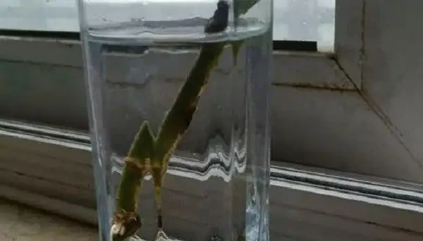 放入盛水的容器中,勤換水,等待長根