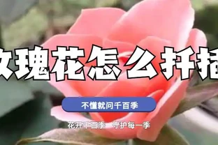 玫瑰花怎麼插枝