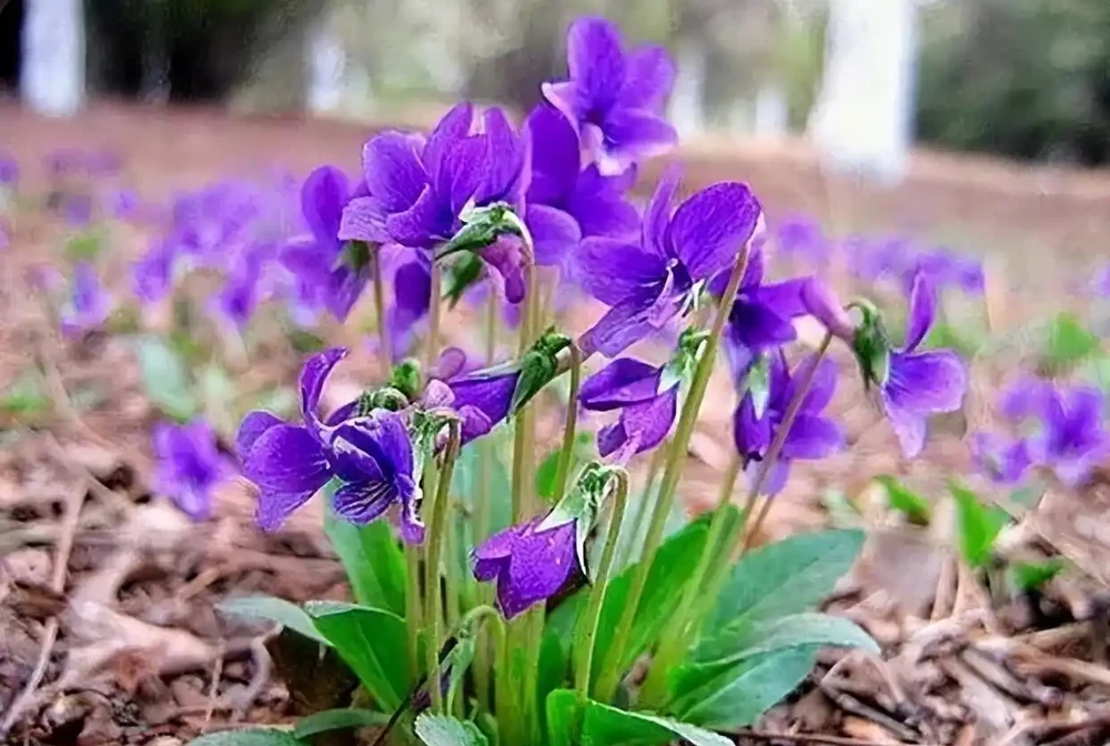 4種耐寒又耐陰的花草,光照不足又冬季寒冷的庭院,試試種它