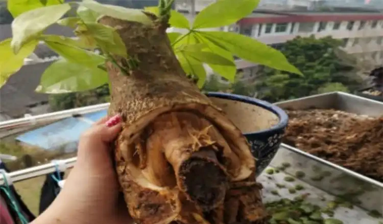 發財樹腐根爛皮怎麼處理?別急著扔掉,透過4個措施能挽救回來