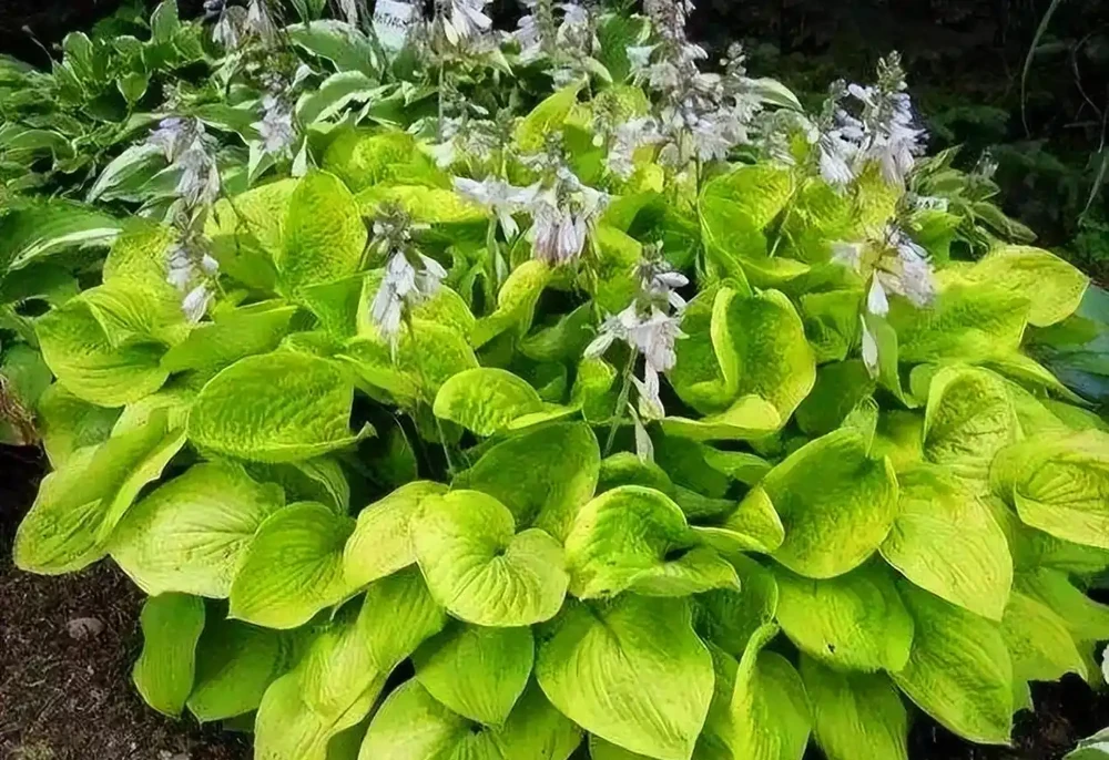 4種耐寒又耐陰的花草,光照不足又冬季寒冷的庭院,試試種它