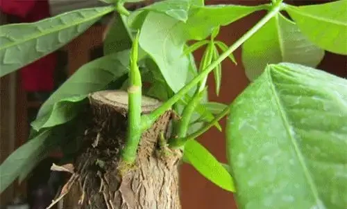 發財樹腐根爛皮怎麼處理?別急著扔掉,透過4個措施能挽救回來