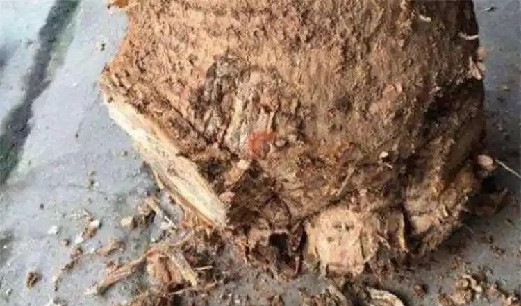 發財樹腐根爛皮怎麼處理?別急著扔掉,透過4個措施能挽救回來