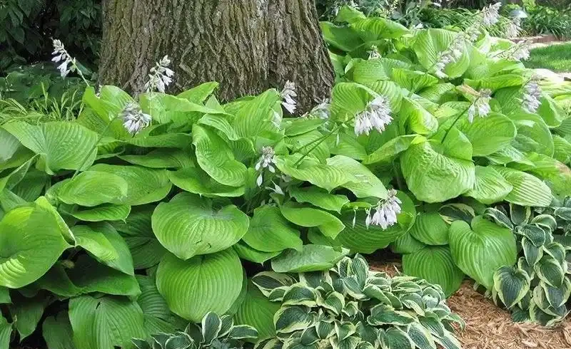4種耐寒又耐陰的花草,光照不足又冬季寒冷的庭院,試試種它