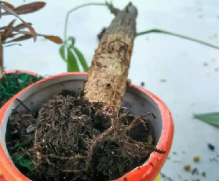 發財樹腐根爛皮怎麼處理?別急著扔掉,透過4個措施能挽救回來