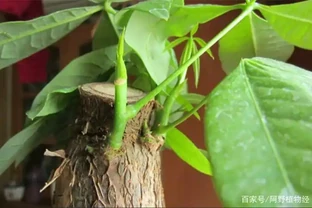 發財樹腐根爛皮怎麼處理？別急著扔掉，透過4個措施能挽救回來