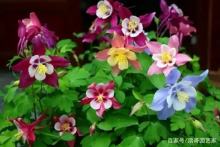 4種耐寒又耐陰的花草，光照不足又冬季寒冷的庭院，試試種它
