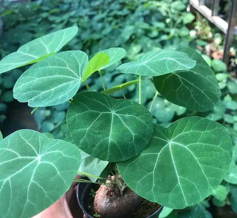 8種「貴族花」，客廳一放，人氣旺，不曬太陽也猛長